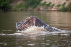 3 days selous safari from zanzibar island