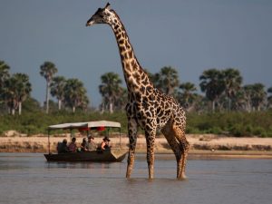 5 days selous mikumi safari from Zanzibar