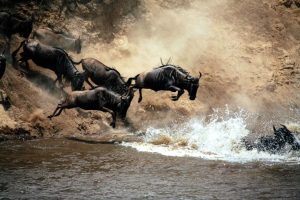 The best time to visit Tanzania for safari