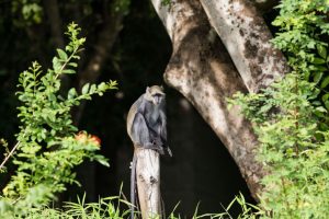 Selous safari Monkey