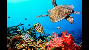 best diving in Zanzibar