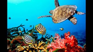 best diving in Zanzibar
