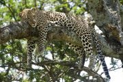 leopard selous safari from zanzibar