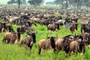 Zanzibar safari wildebeests migration