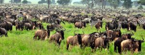 Zanzibar safari wildebeests migration