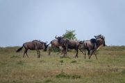 Kenya Tanzania safari wildebeests