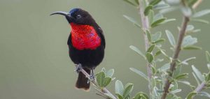 Choosing Tanzania birding safari