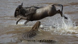 Kenya Tanzania safari migration