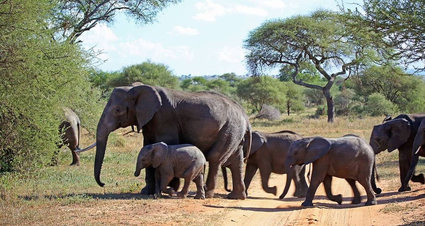 Kenya Safari Amboseli