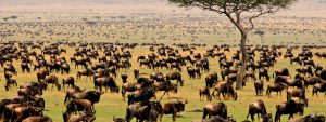 Migration safari kenya Tanzania