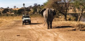 Private safari Tanzania