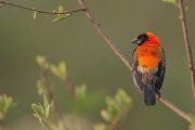 4 day Tanzania safari birds