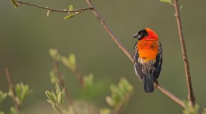 4 day Tanzania safari birds