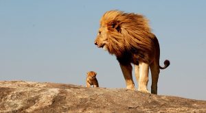 4 day Tanzania safari lion cub