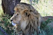 Luxury safari Tanzania Lions