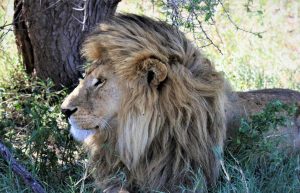 Luxury safari Tanzania Lions
