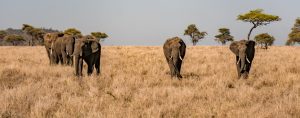 8 days Luxury Tanzania trip