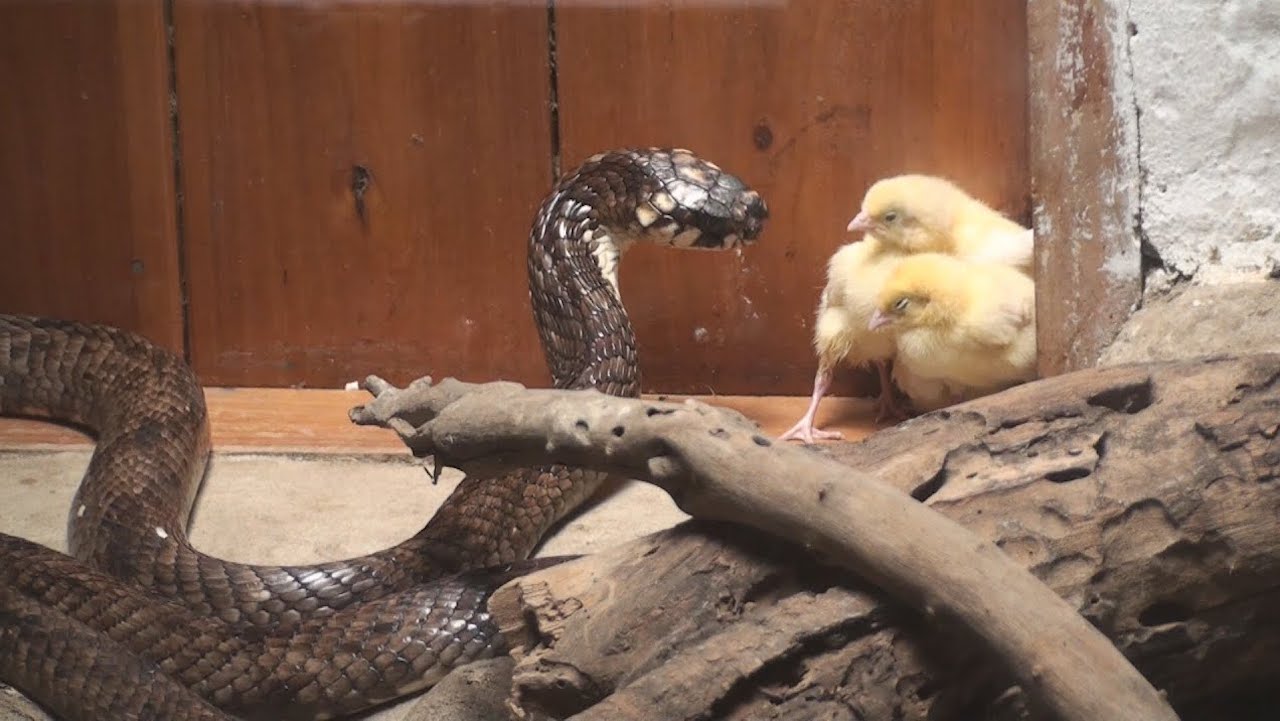 Meserani Snake Park feeding