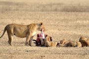 Tanzania safari Lionesses feeding