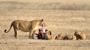 Tanzania safari Lionesses feeding