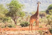 Young giraffe safari Tanzania