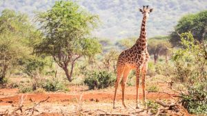 Young giraffe safari Tanzania