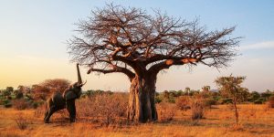 Ruaha Southern safari circuit