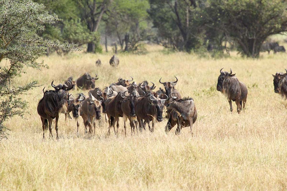 Wildebeests Migration Serengeti North