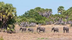 Southern Safari Selous