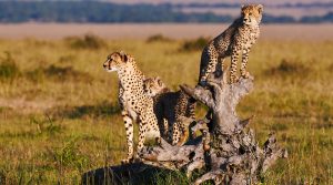 4 days Tanzania Budget Camping Cheetah