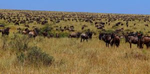 wildlife of Serengeti