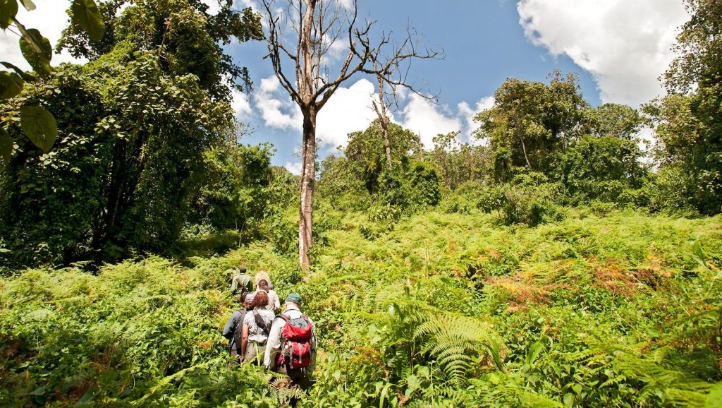 Chimpanzee Trekking Mahale Tanzania