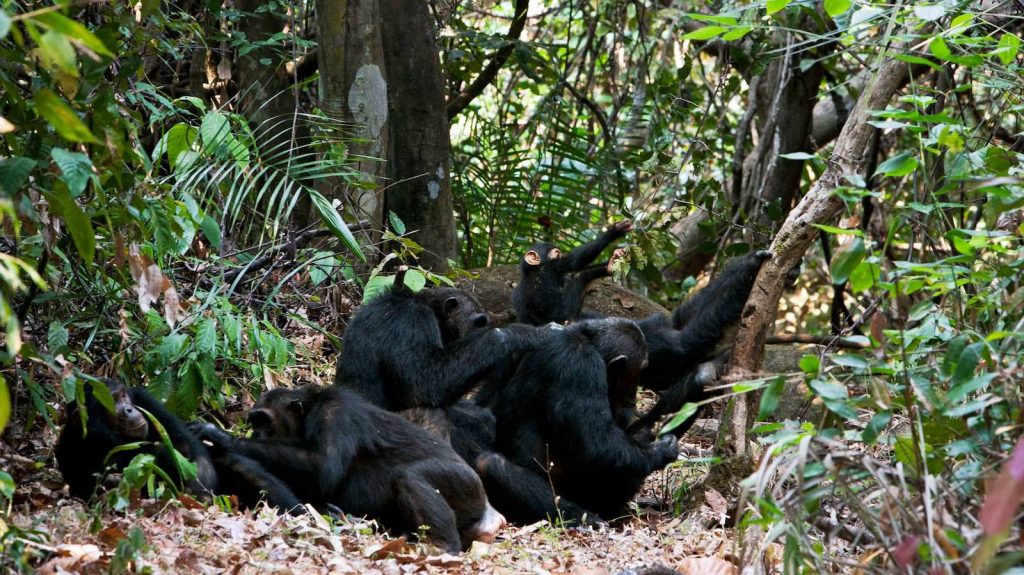 Chimpanzees Mahale National Park