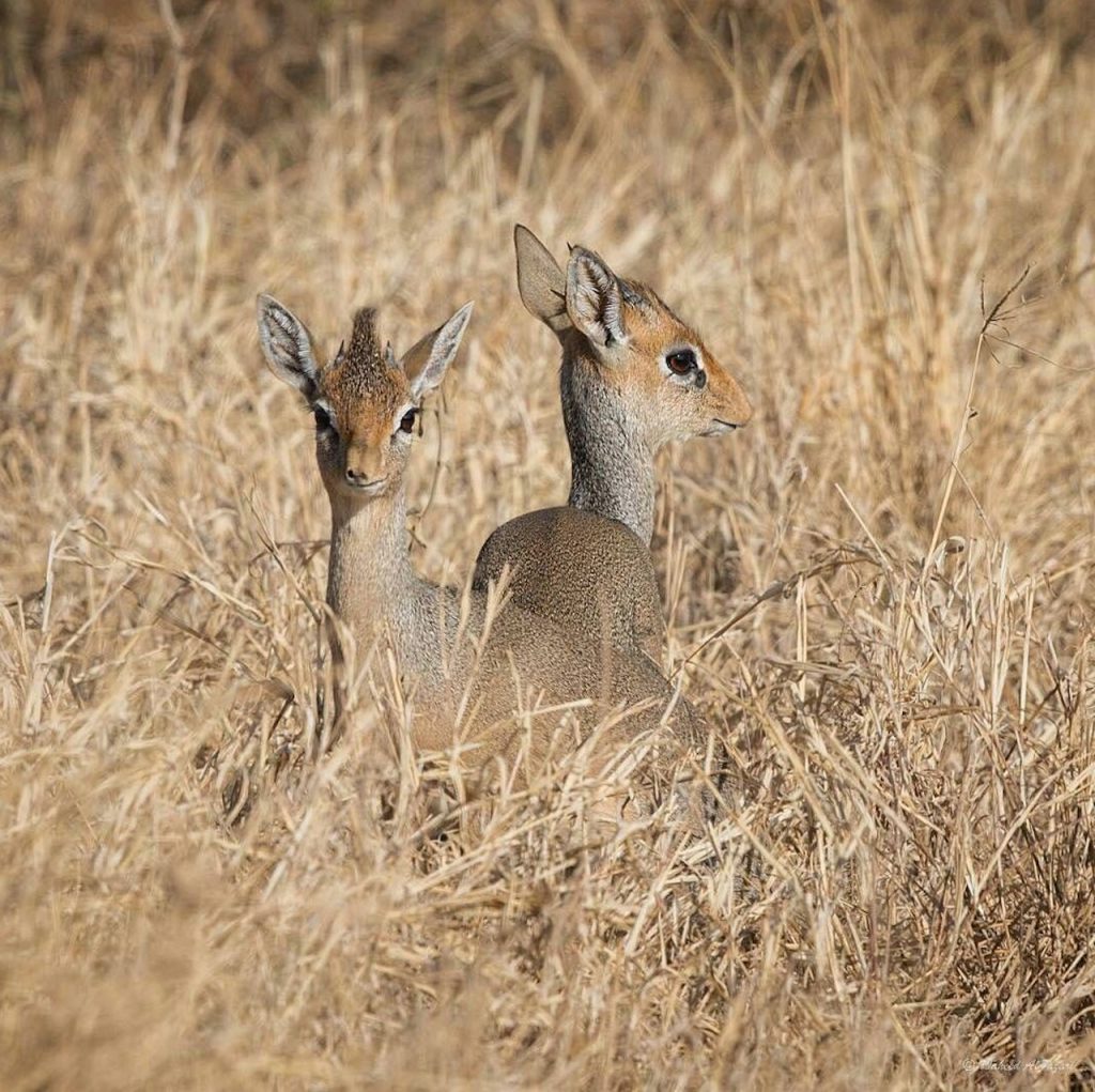 Dik Dik in Serengeti National Park