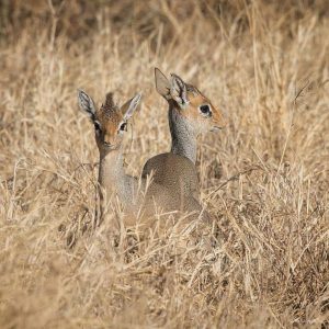 Dik Dik in Serengeti National Park