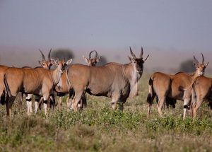 Elands Serengeti Tanzania