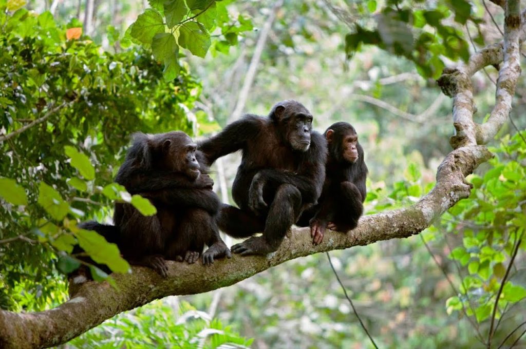 Gombe National Park