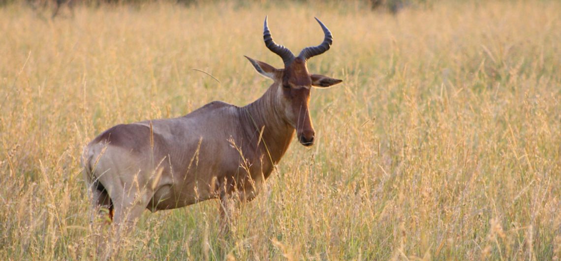 Serengeti antelopes