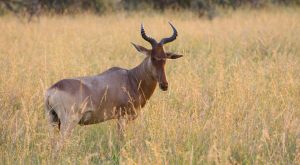 Serengeti antelopes