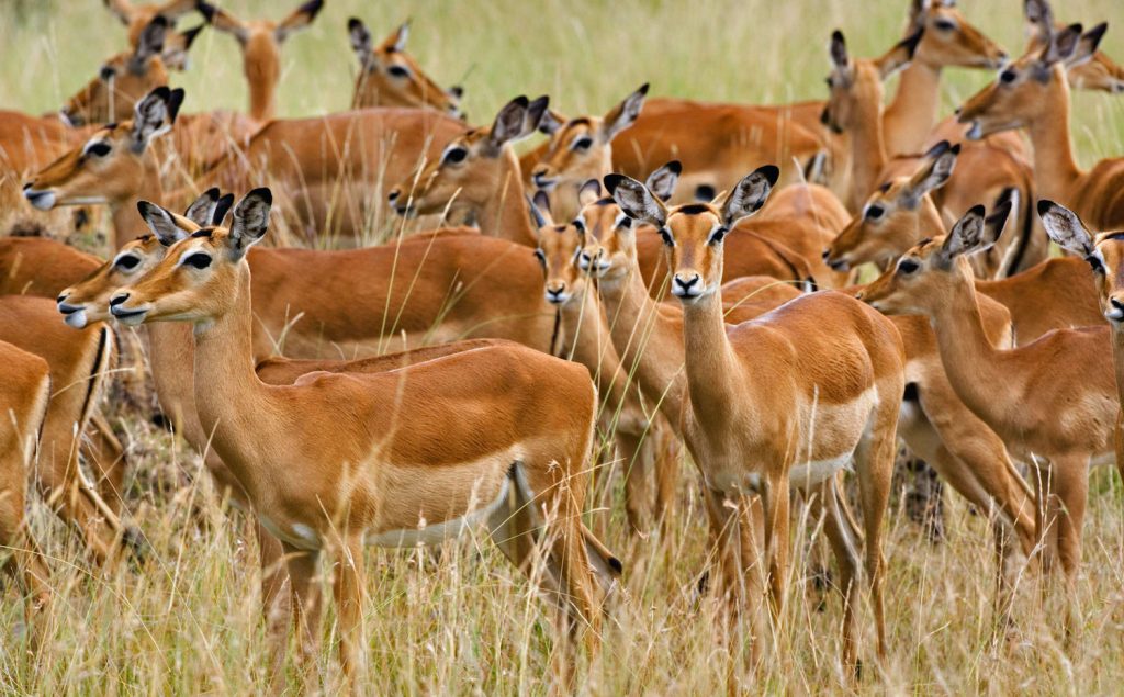 Impalas at Serengeti