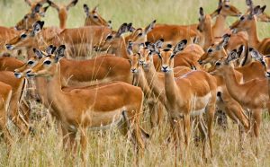 Impalas at Serengeti