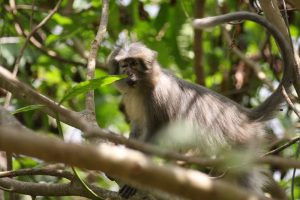 Udzungwa Monkeys