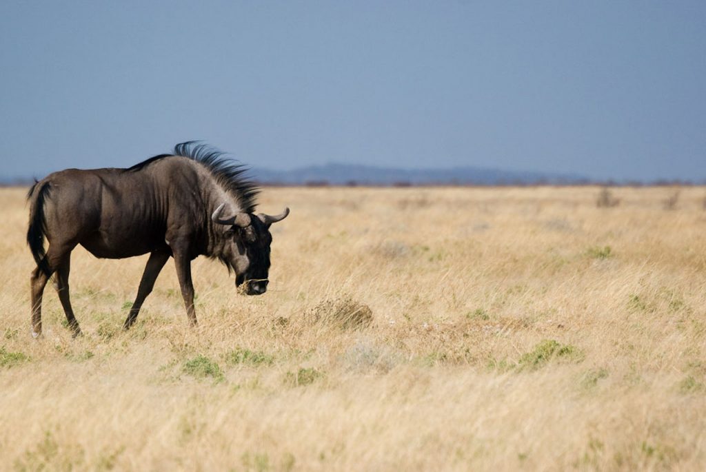 Serengeti Wildebeests