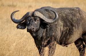 African Big Five Cape Buffalo