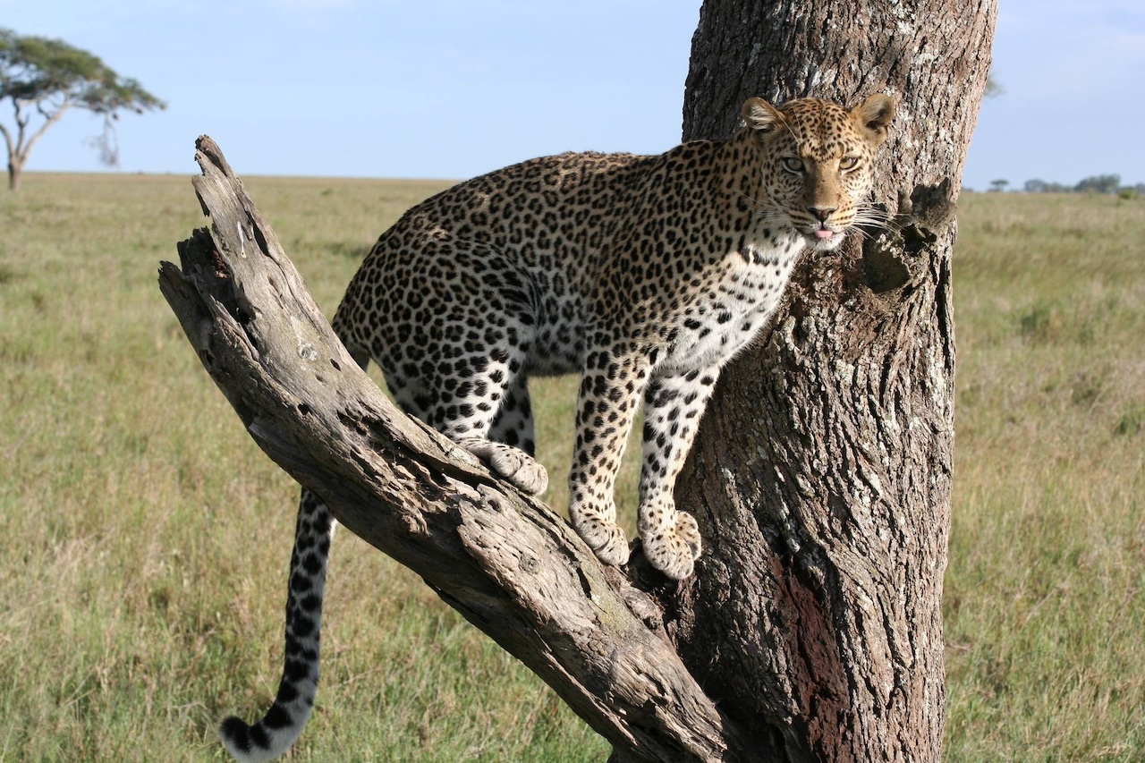 African Big Five Leopard