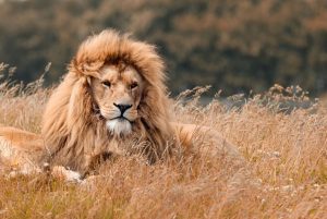 Lion Tanzania Big Five