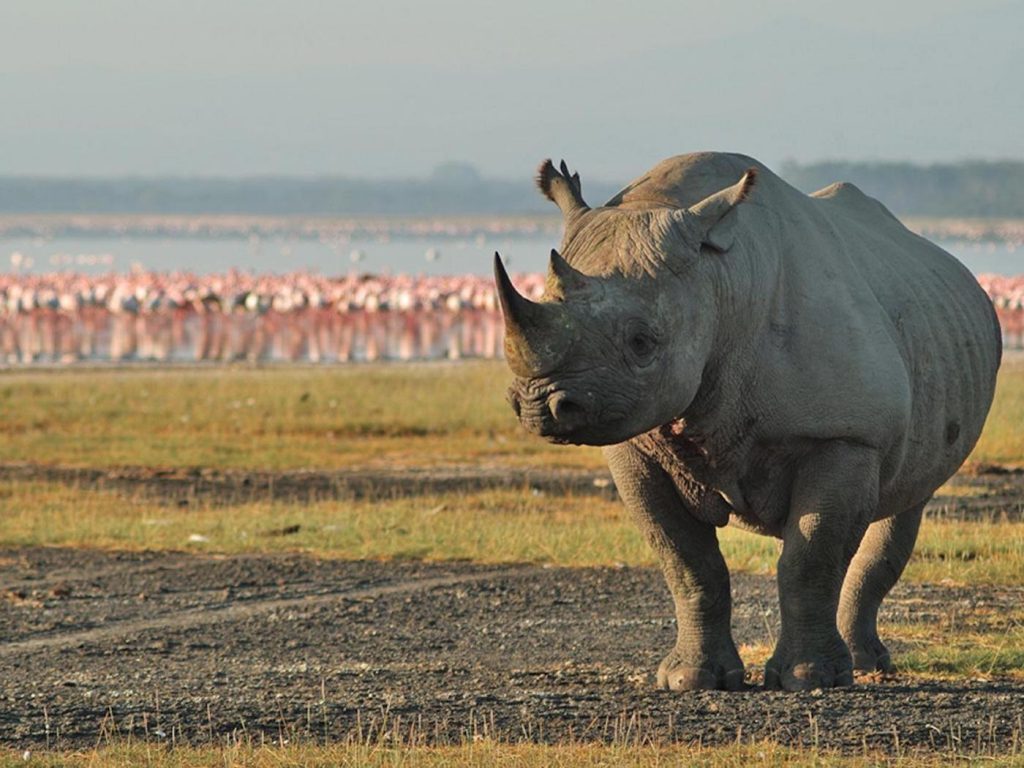 Rhino Big Five