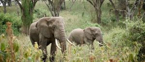 The Big 5 on safari in Tanzania