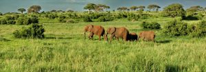 Tanzania Safari Tipping guide