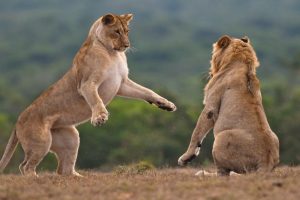 2 day safari Zanzibar lions play